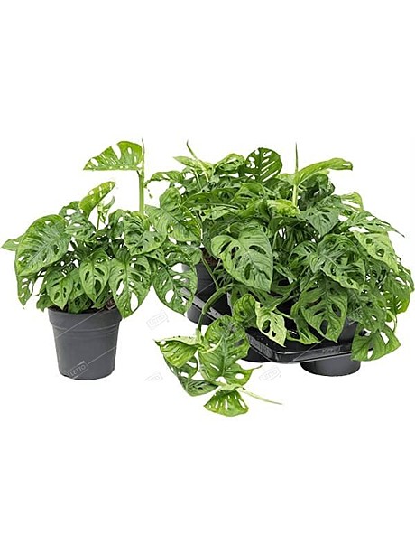 Монстера Obligua 12