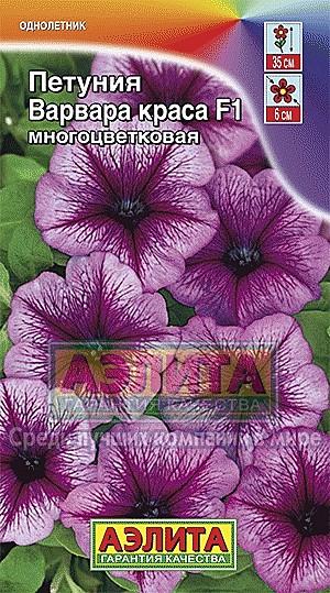 Ц П Варвара Краса многоцв.  Аэлита