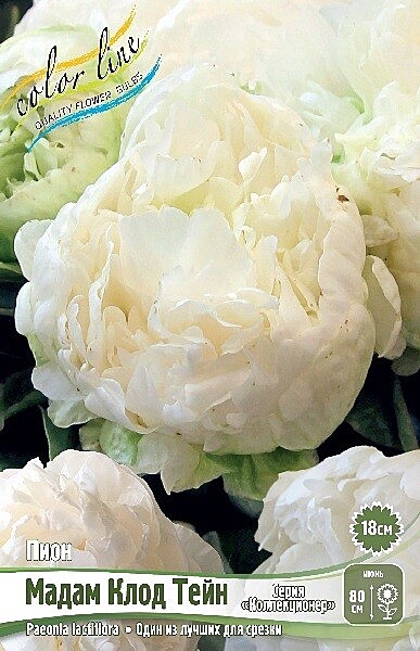 0032 Пион Мадам Клод Тейн 1шт