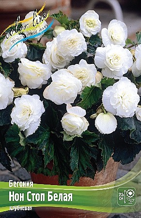 9206 Бегония Нон Стоп Белая 3шт/1шт
