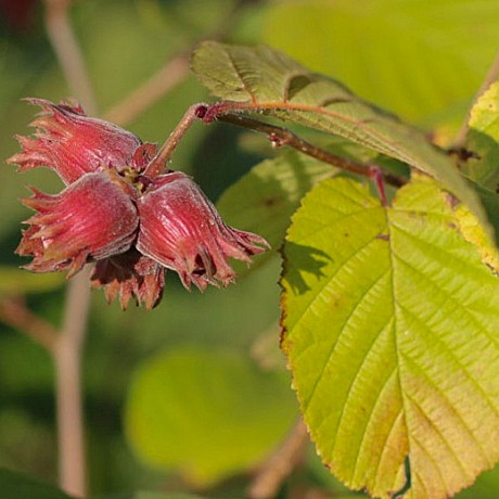 Плодово-ягодные