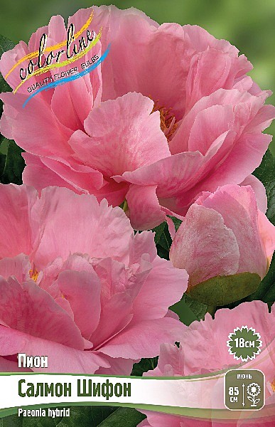 2375 Пион Салмон Шифон 1шт