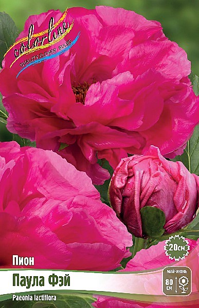 3945 Пион Паула Фэй 1шт