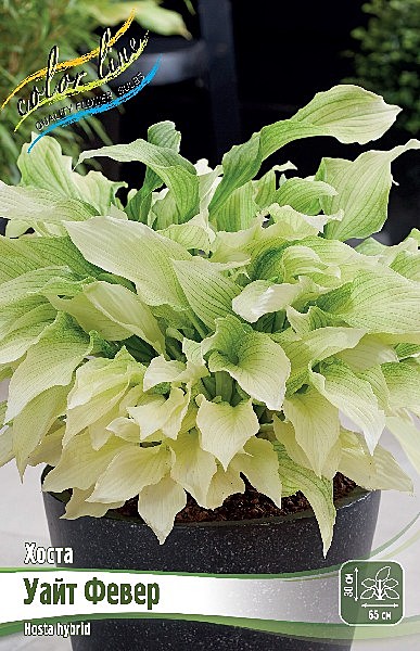 5856  Хоста Уайт Февер 1шт