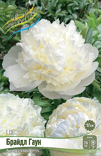 8454 Пион Брайдл Гаун 1шт