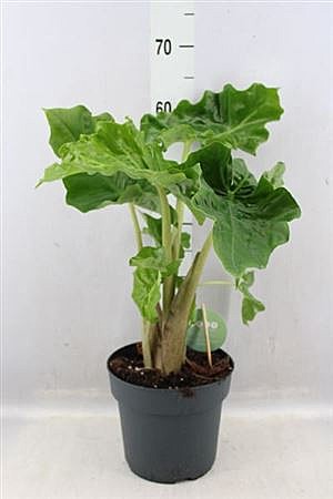 Алоказия Лоу Райдер 17