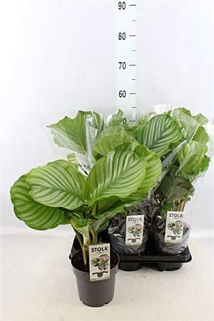 Калатея  Орбифолия 14