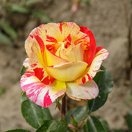 Роза Камил Писсаро флориб  Садовита