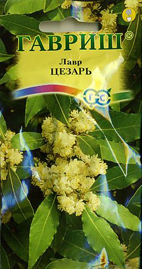 Ц Лавр благородный Цезарь Гавриш