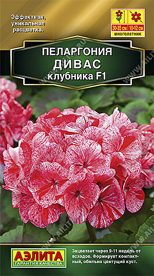 Ц Пеларгония Дивас клубника Аэлита