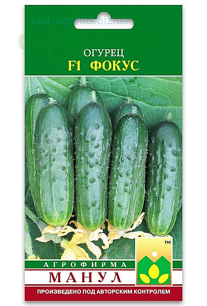 О Фокус Манул 