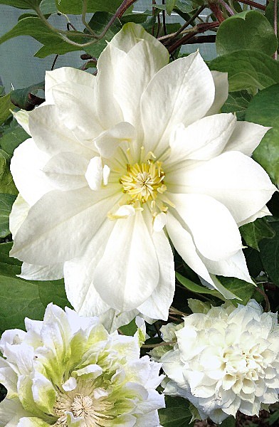 5993 Клематис Дюшес Эдинбурга 2шт/1шт