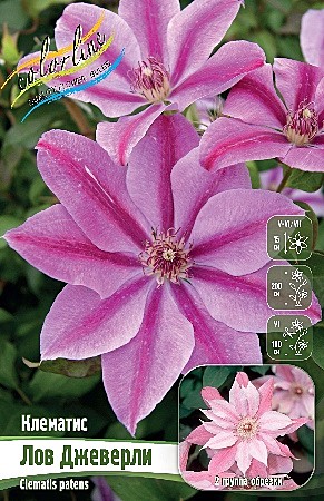 6167 Клематис Лов Джеверли 2шт /1шт
