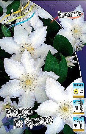 6174 Клематис Мадам Ле Культре 2шт /1шт