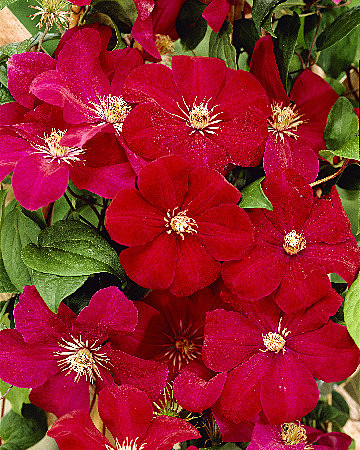 6280 Клематис Руж Кардинал 2шт /1шт