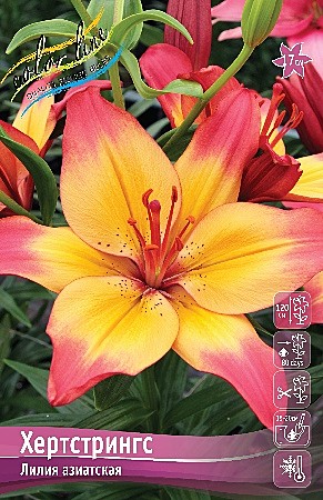 6862 Лилия Хертстрингс аз 7шт /1шт