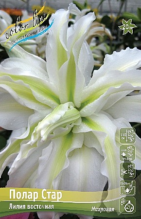 7661 Лилия Полар Стар вост махр.5шт /1шт