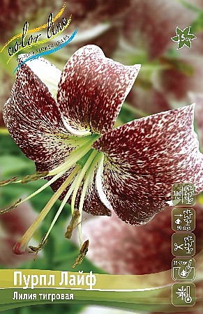 8392 Лилия Пурпл Лайф тигр  5шт /1шт
