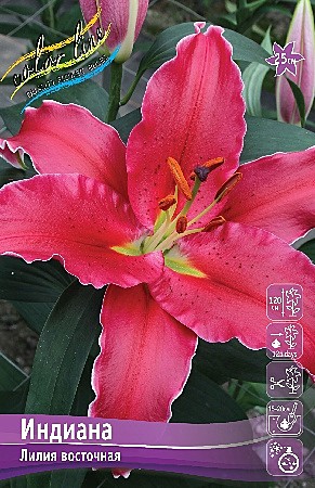 9728 Лилия Индиана вост 5шт /1шт