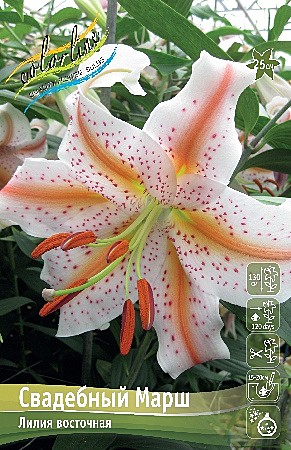 9919 Лилия Свадебный марш 3шт/1шт