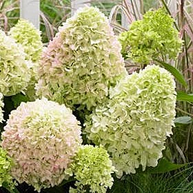 Гортензия метельч Литл Фрайз туба