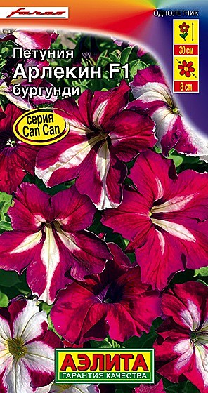 Ц П Арлекин Бургунди  Аэлита