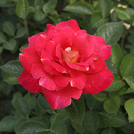 Роза Декор Арлекин Мейян шраб Садовита