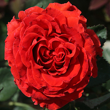 Роза Эль Торо чг Садовита