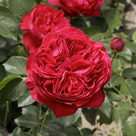 Роза Эрик Таберли шраб Садовита