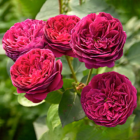 Роза Фальстаф шраб англ. Садовита