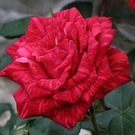 Роза Рэд Интуишн чг Садовита