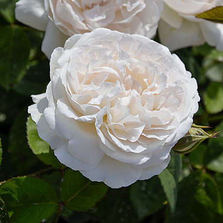 Роза Винчестер Кафедрал шраб англ. Садовита