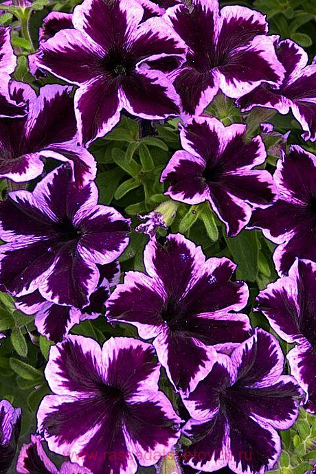 331 Петуния Crazytunia Cosmic Violet/укор чер/
