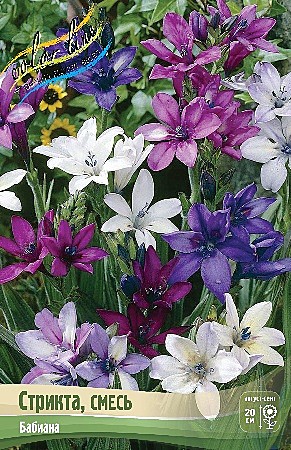 5885 Бабиана Стрикта смесь 10шт/1шт 