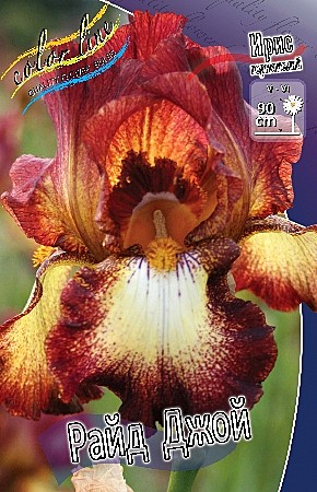 0414 Ирис Райд Джой германский 1шт