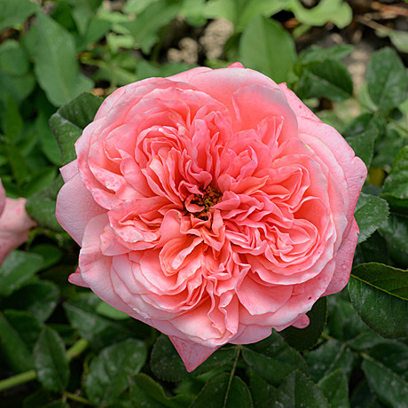 Роза Пинк Экспрешн флориб Садовита