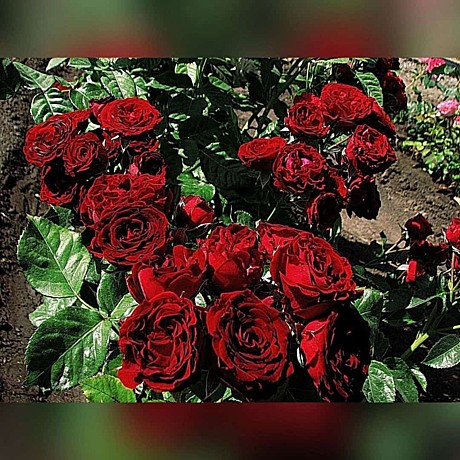 Роза Ред Сенсейшн спрей Садовита