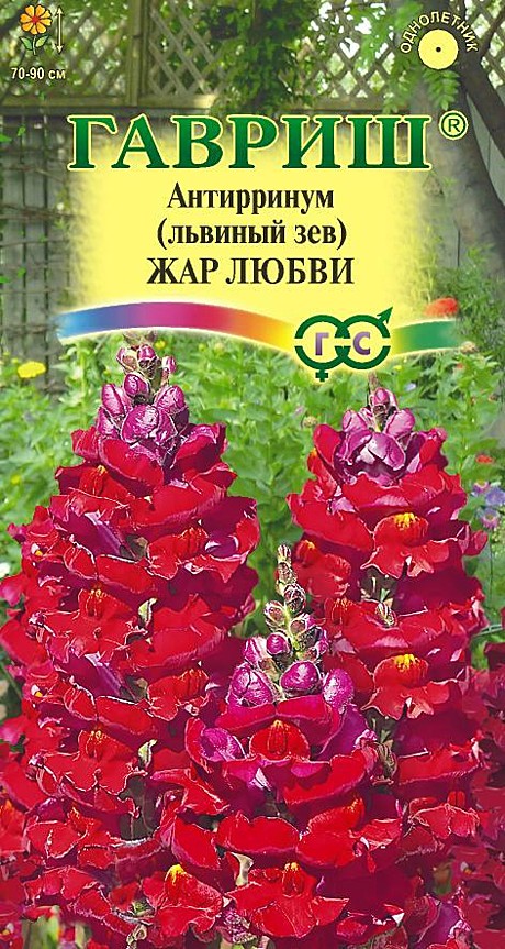 Ц Львиный зев Жар любви  Гавриш