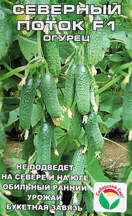 О Северный поток Сиб сад