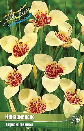 5991 Тигридия 10шт/1шт