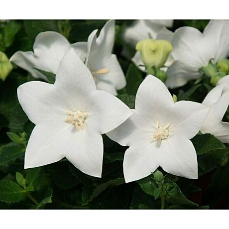 981 Платикадон крупноцветковый Поп Стар Вайт /сеянец/