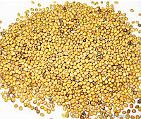 Ф Горчица желтая 1кг (25кг)