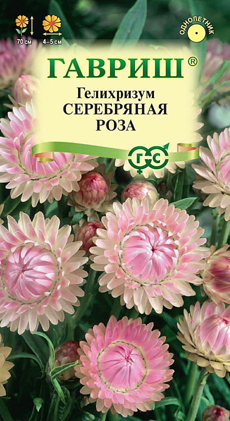 Ц Гелихризум Серебряная роза Гавриш