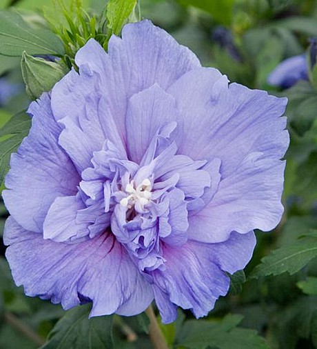 Гибискус сирийский Блю Шифон в тубе