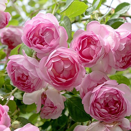 Роза Жасмина пл