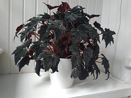 Бегония Черный бархат 10