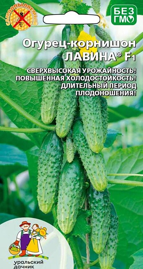 О Лавина корнишон УД