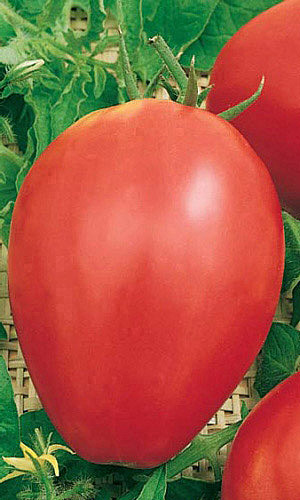 Т Мишка Косолапый  УД