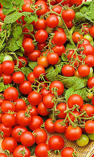 Т Непасынкующийся Вишневовидный УД