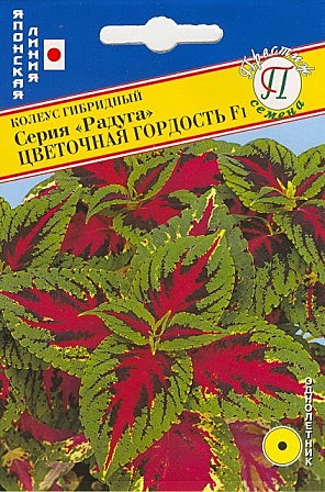 Колеус Радуга Цветочная Гордость 10шт Престиж